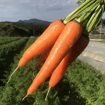 (NPO法人) ハンサムガーデン紹介