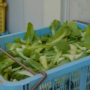 (有) 山口農園紹介