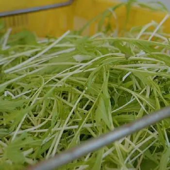 (有) 山口農園紹介